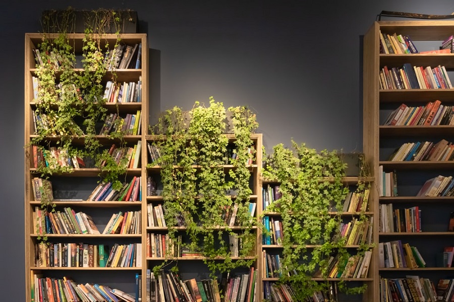 bookshelf plants