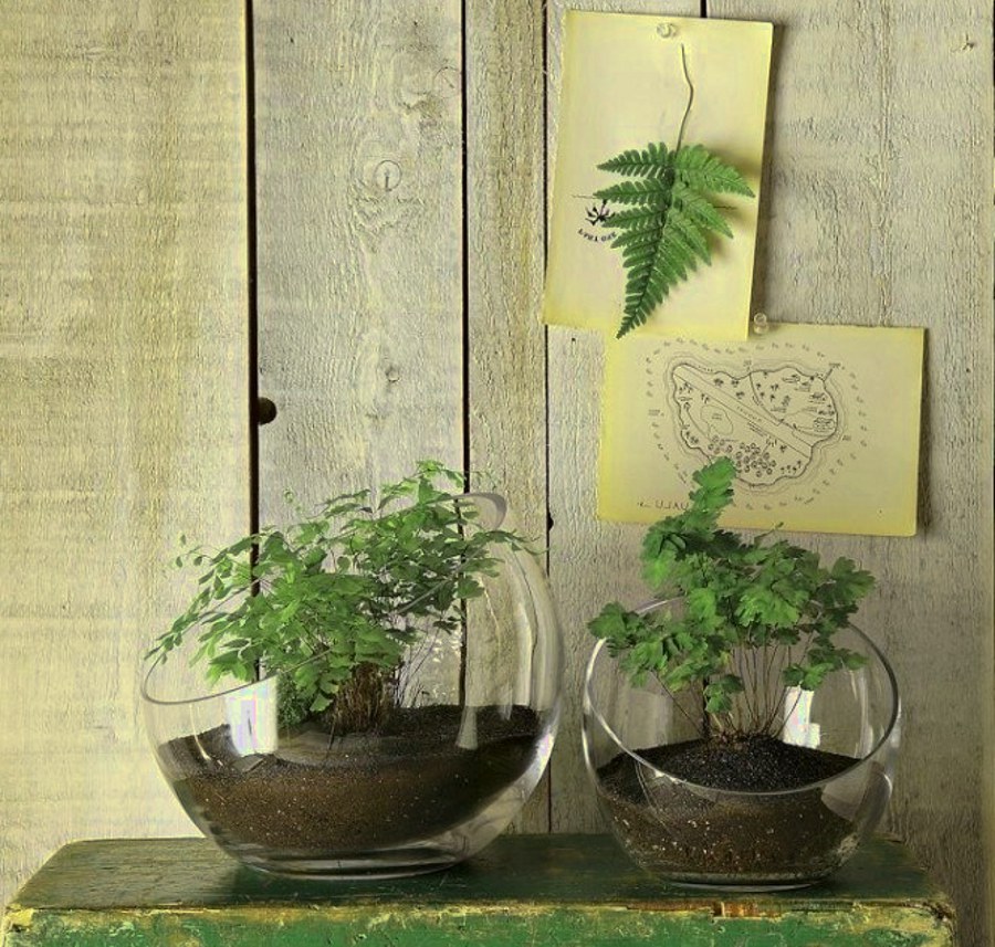 Glass Bowl Plants