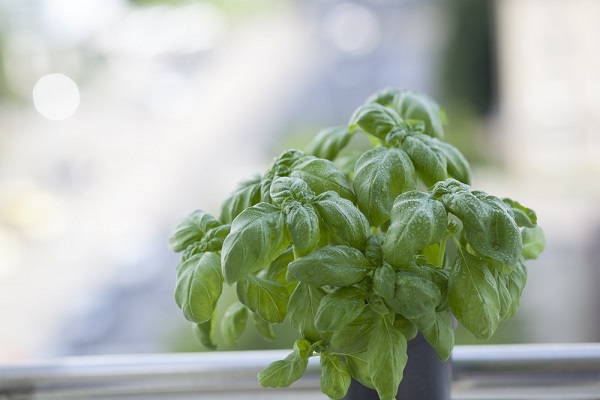 Basil Herb Garden