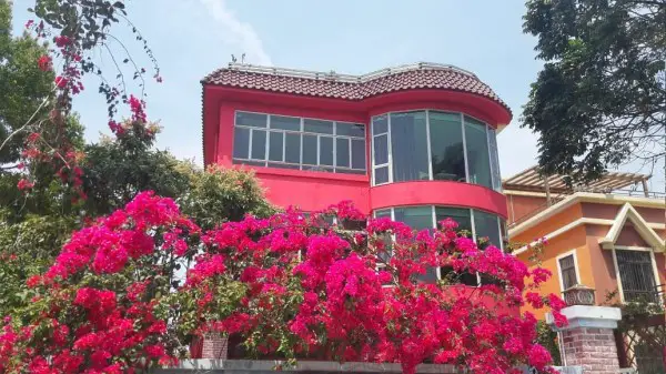 Strawberry Pink House 
