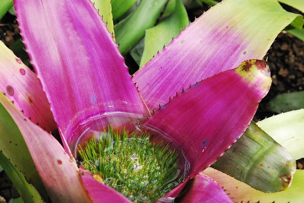 Bromeliads