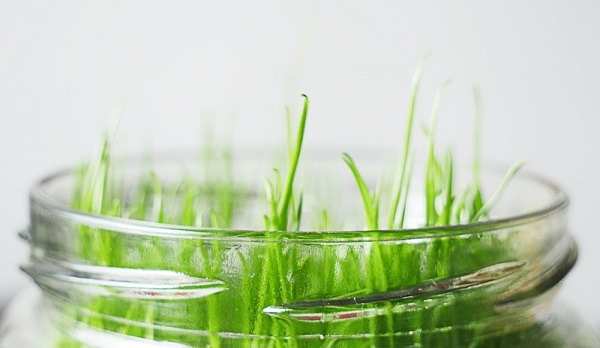 Chives Herb Garden