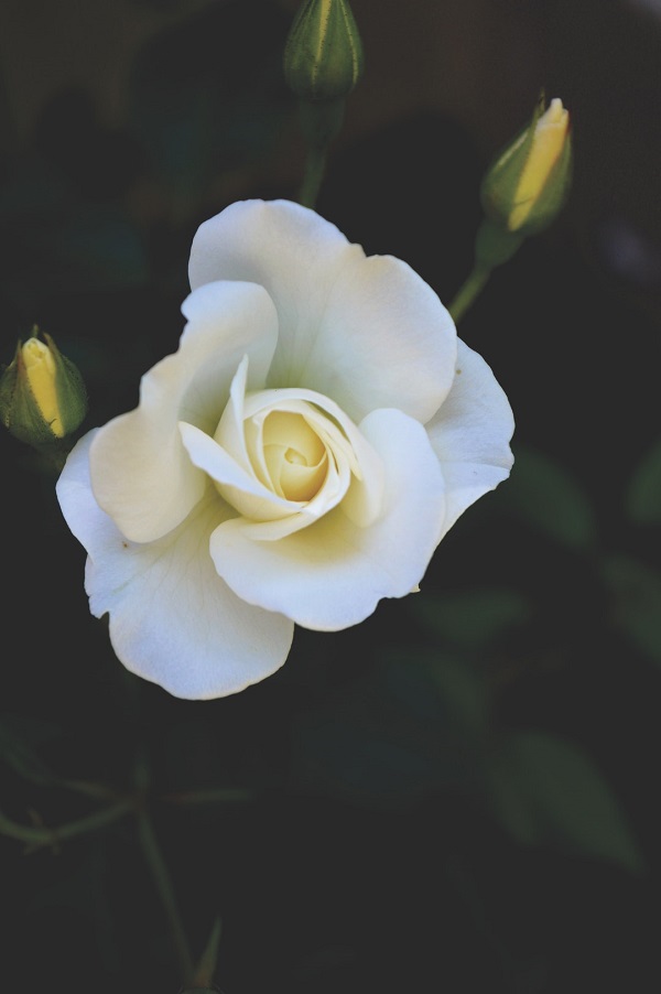 Gardenia