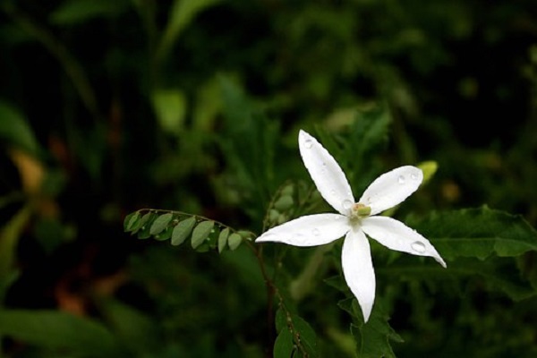 Jasmine