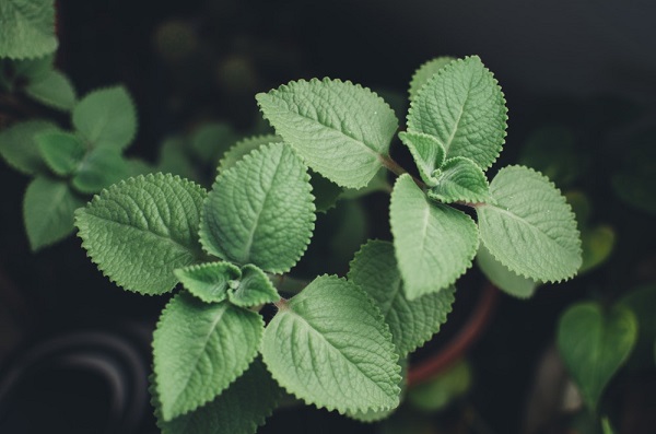 Lemon Balm Herb Garden