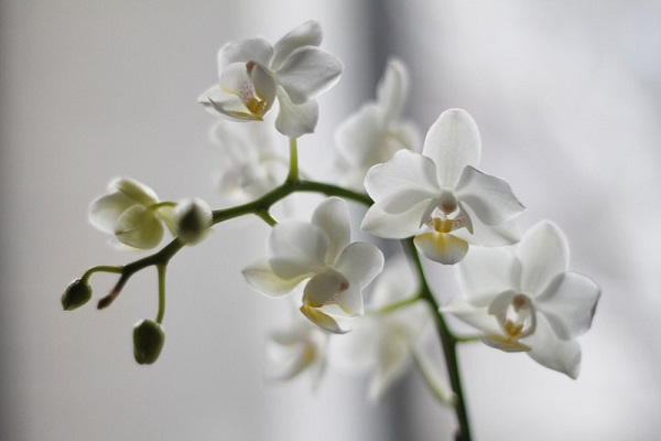 Orchids