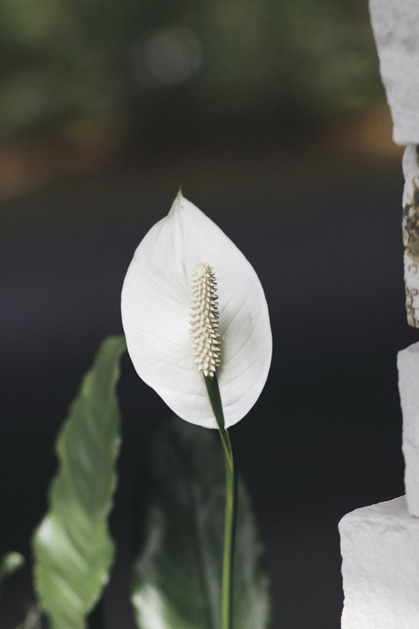 Peace Lily