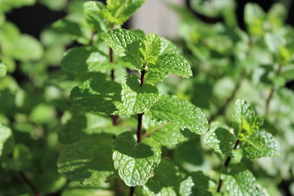 Peppermint Herb Garden