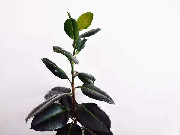 Rubber Plant (Rubber Fig)