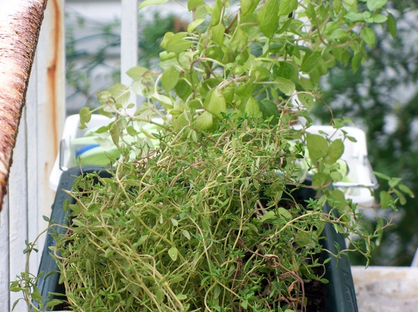 Thyme Herb Garden