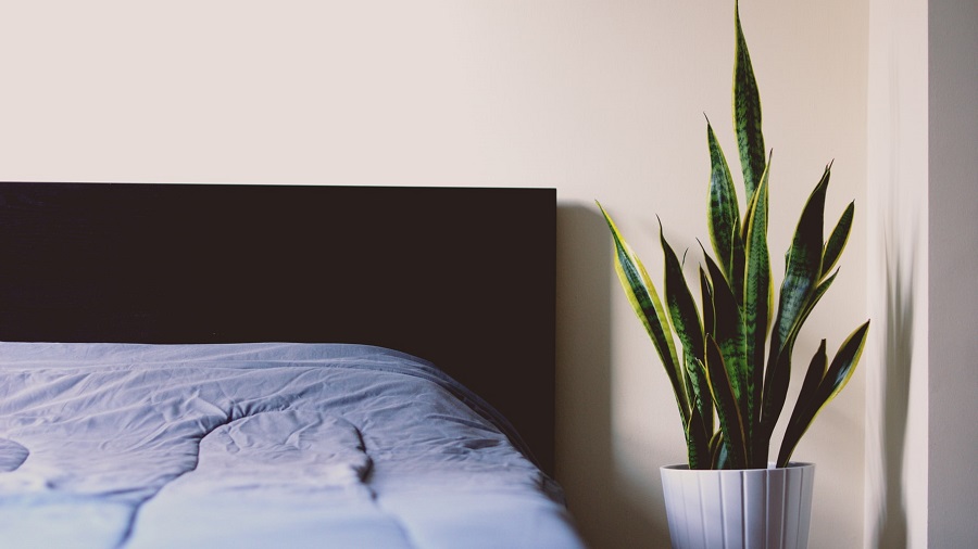 bedroom greenery