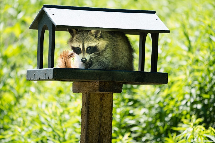 raccoon invasion