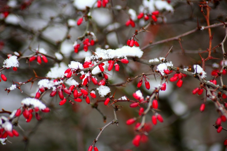 seasonal plants