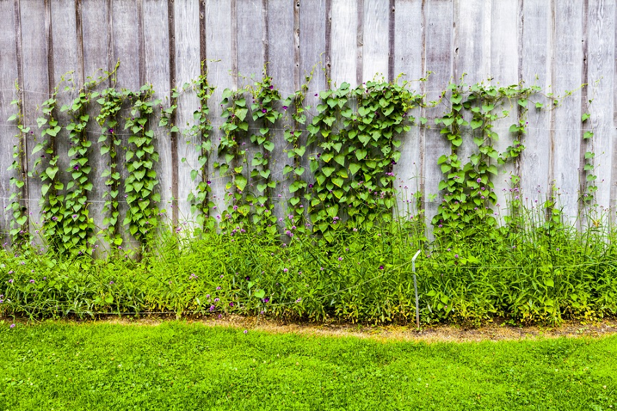 side yard landscaping