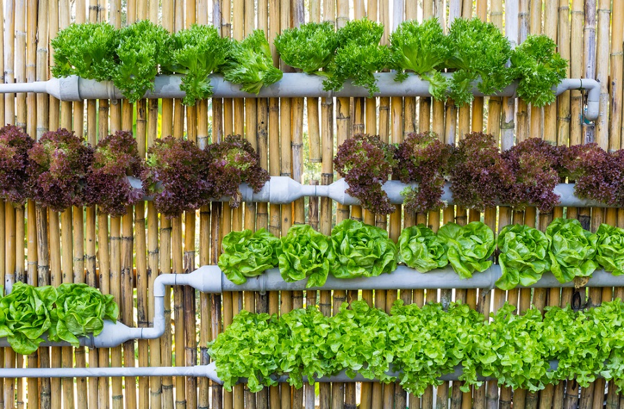 vertical gardening