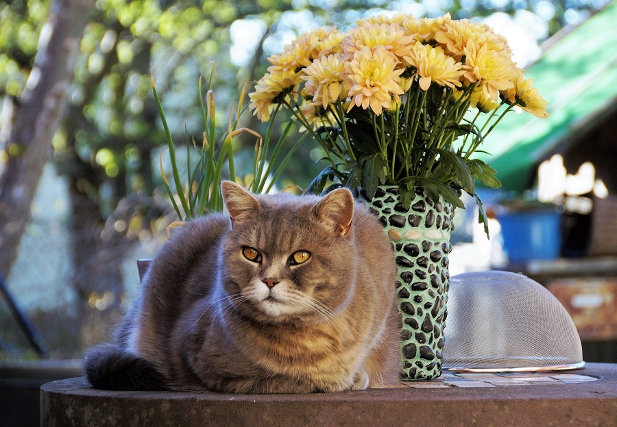 cat on a table