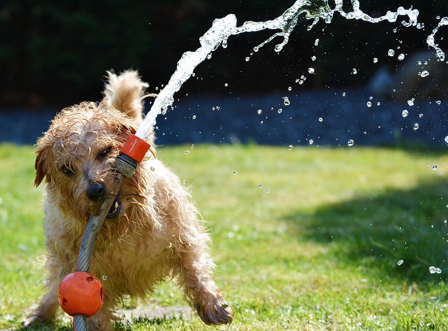 playful dog