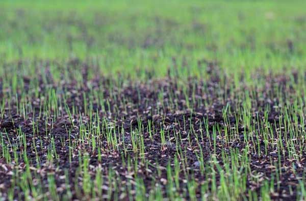 lawn growing