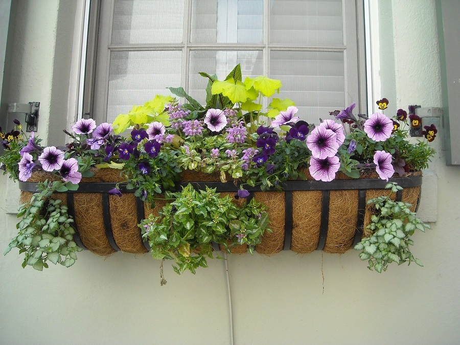 window box