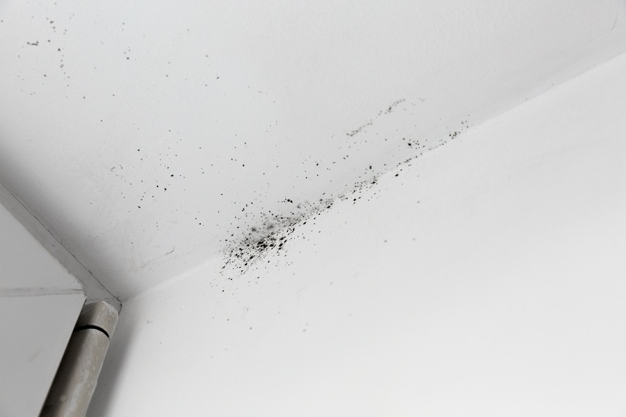 mold in a home