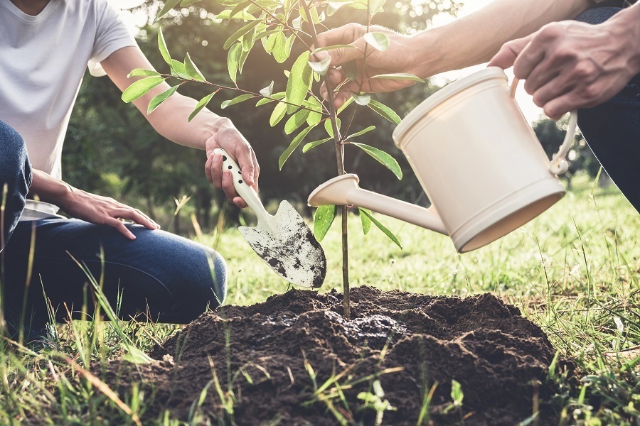 planting a tree