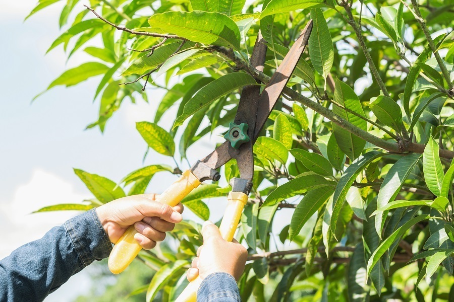 tree care