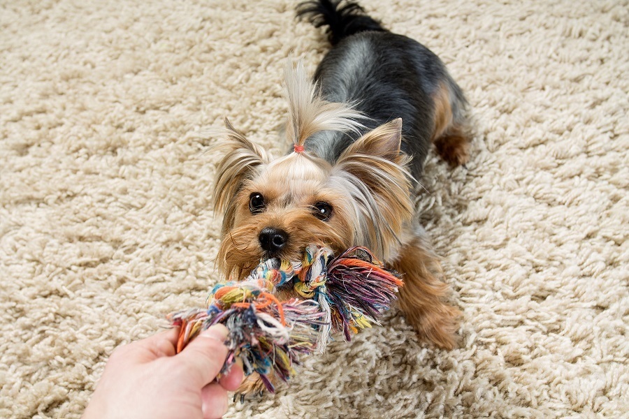 dog on a carpet