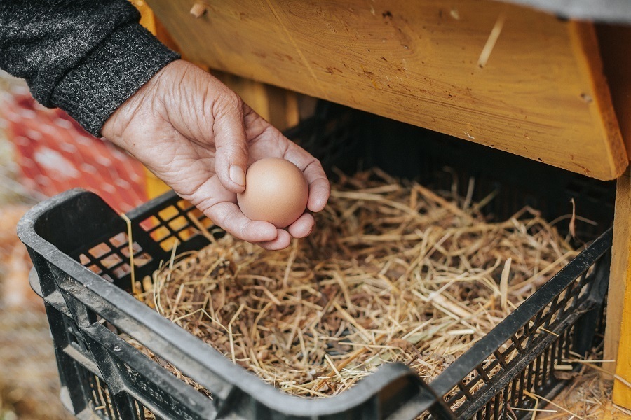 chicken coop