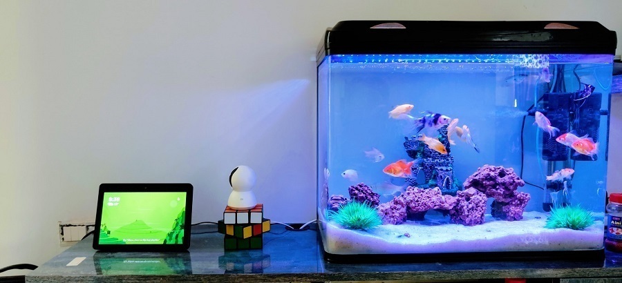 covered fish tank