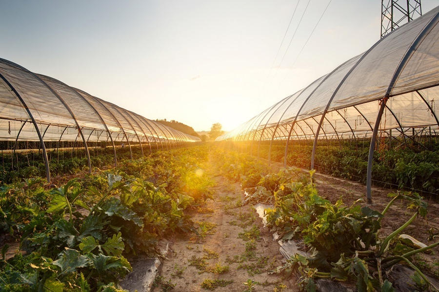 greenhouse vegetables