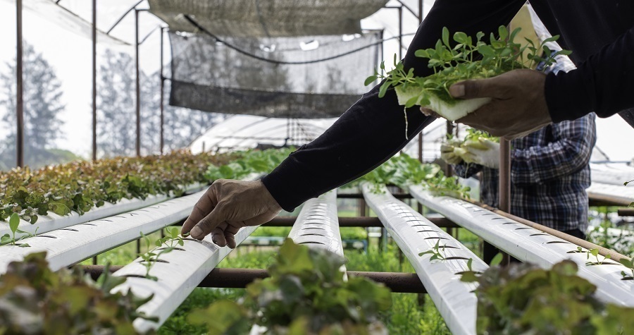 hydroponic cultivation