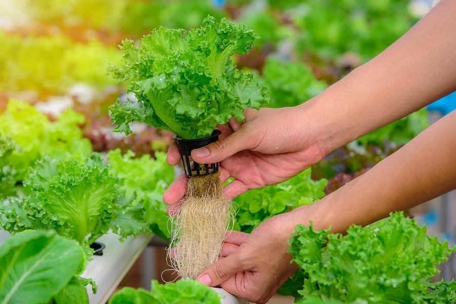 hydroponic salad