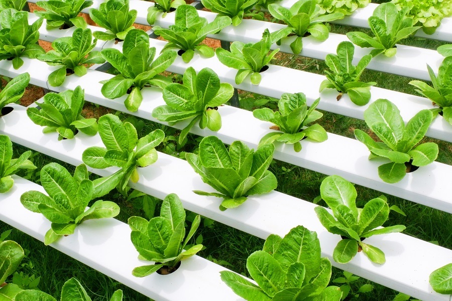 All You Need to Know About Hydroponics