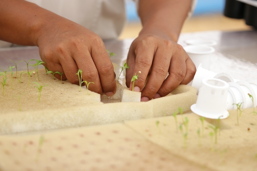 hydroponic planting