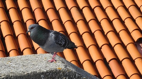 roof shingles