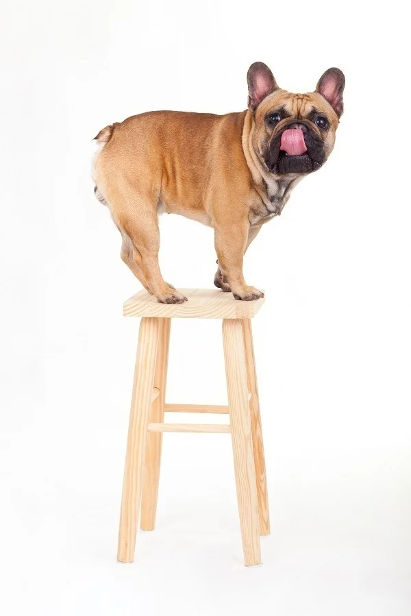 dog on stool