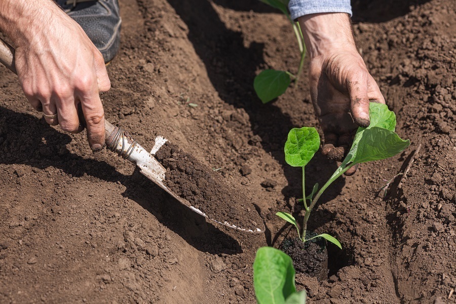 garden planting