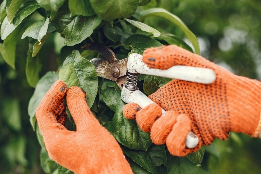 tree trimming