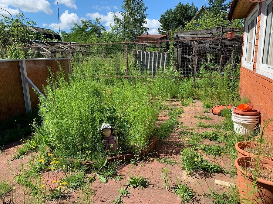 overgrown garden