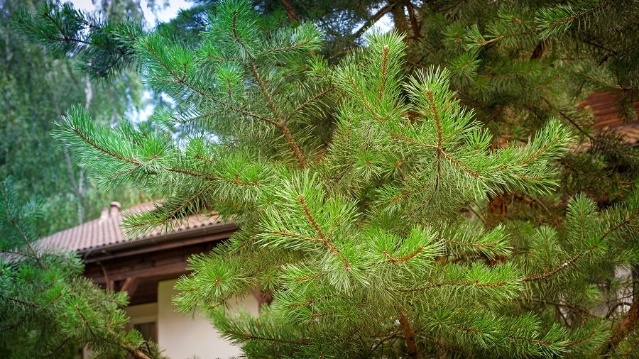 trees near roof