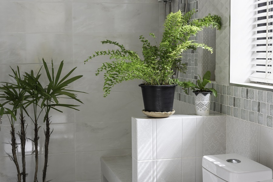 bathroom plants