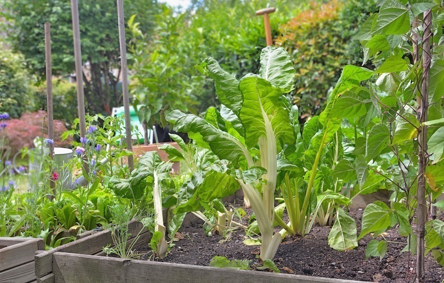 garden plants