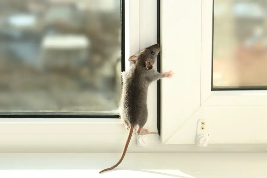 house rat