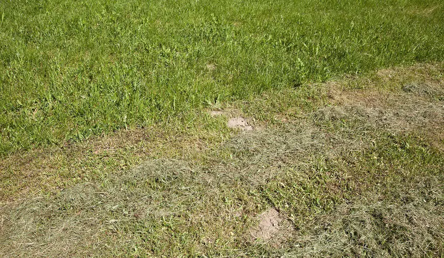 lawn brown patches