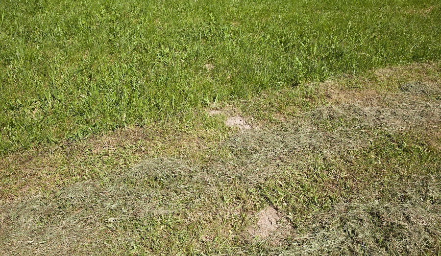 lawn brown patches