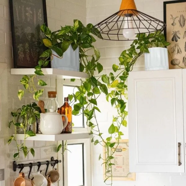 Pothos Plant kitchen decor with plants