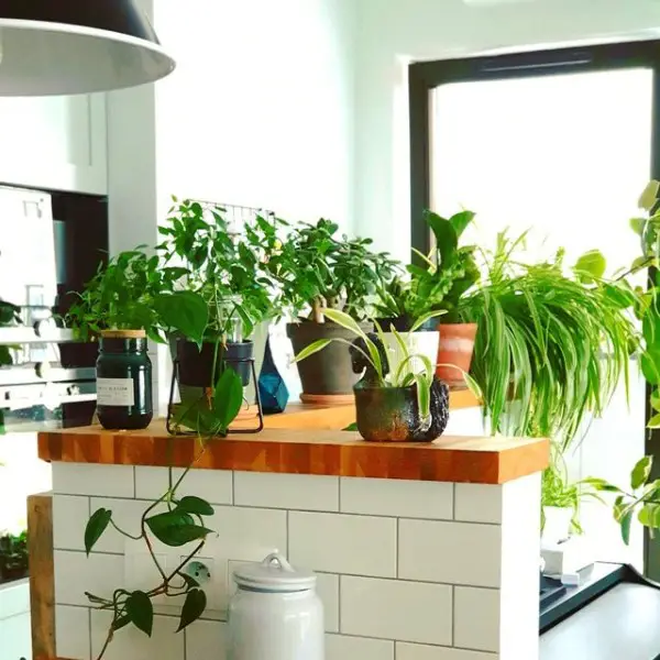 Mada Home_ska kitchen decor with plants
