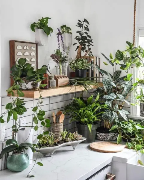 Plant Scouts kitchen decor with plants