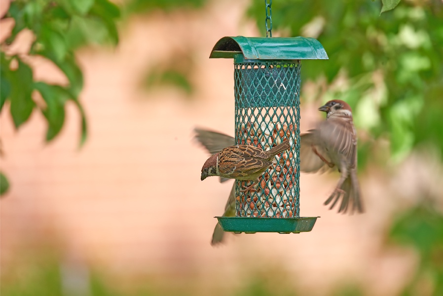 garden bird feeder