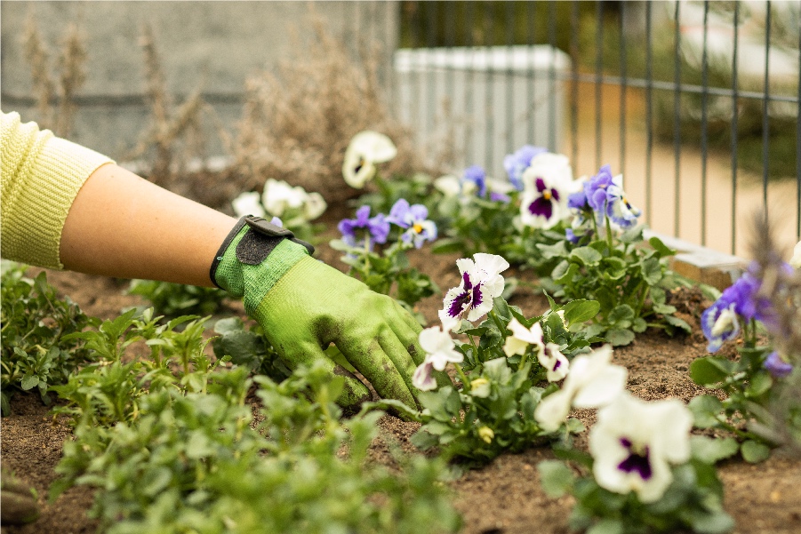 gardening flowers